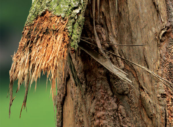 Dog Damageto Trees